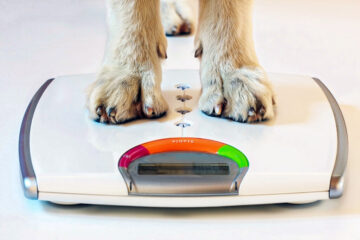 Explorando a Endocrinologia Veterinária: Cuidando do Equilíbrio Hormonal dos Nossos Animais