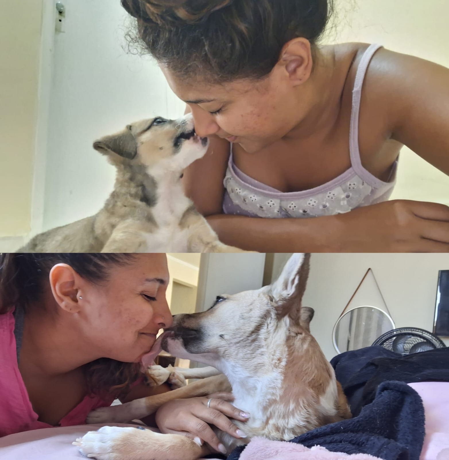 Por que os cães lambem seus "donos"?