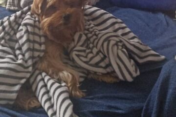 Inverno e os cães: como o frio afeta a saúde dos nossos companheiros