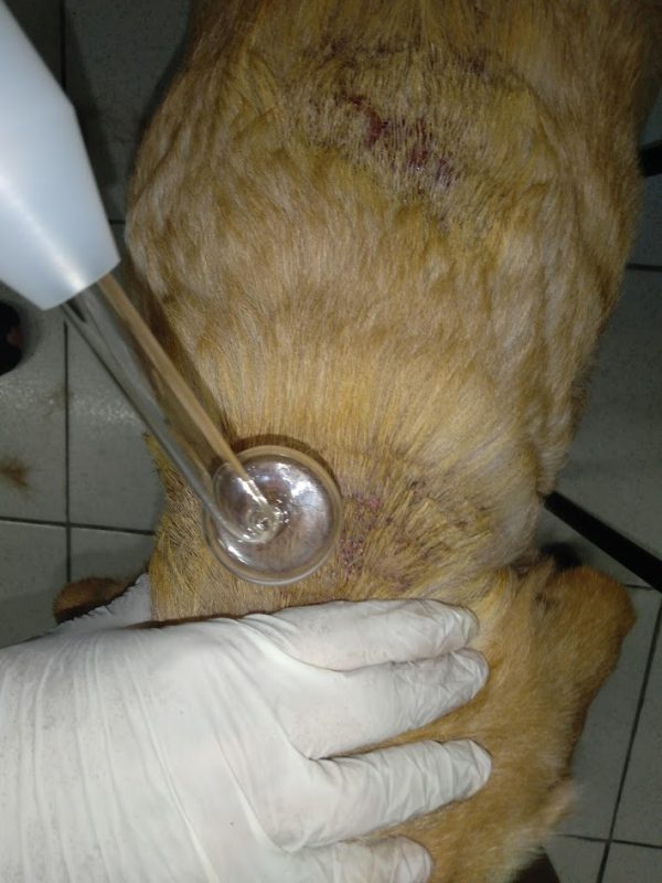 vet13