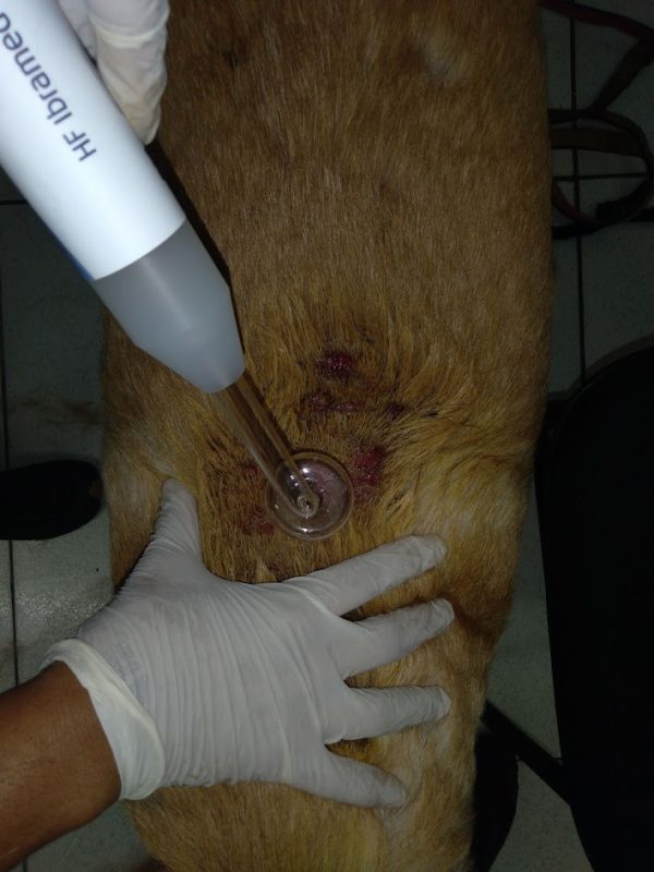 vet15